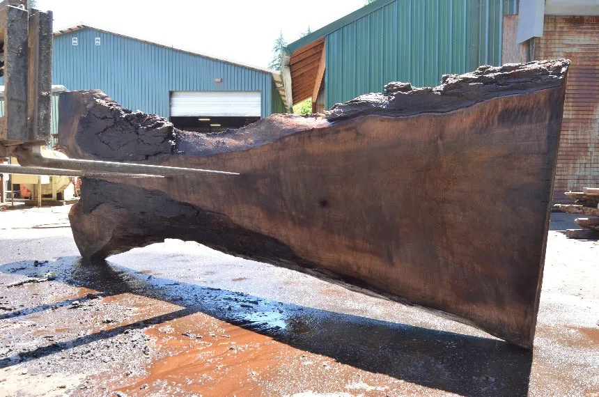 Oregon Black Walnut Slab 062222-01